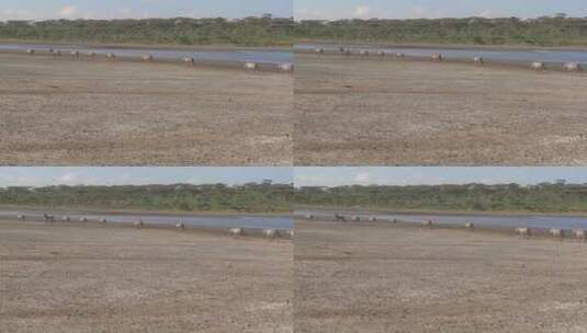 斑马在干燥的地区迁徙高清在线视频素材下载