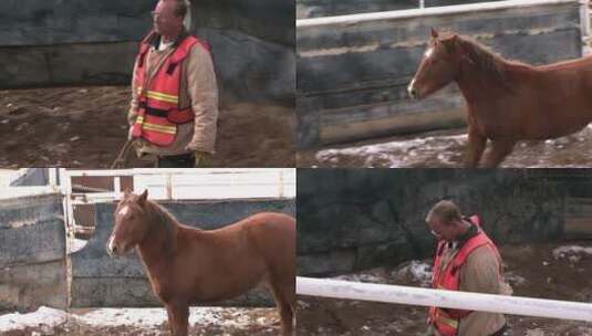 男人在马场里训化野马高清在线视频素材下载