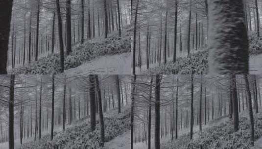 森林雪景高清在线视频素材下载