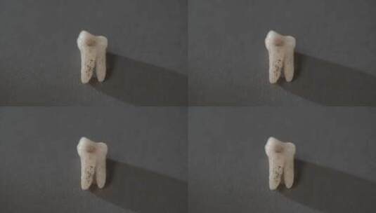 古人类牙齿化石特写LOG视频素材高清在线视频素材下载