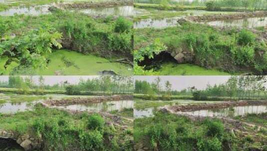 疫情城市农村街道菜园春天绿色植物高清在线视频素材下载