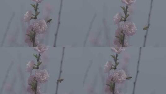 蜜蜂桃花采蜜慢镜头升格LOG高清在线视频素材下载
