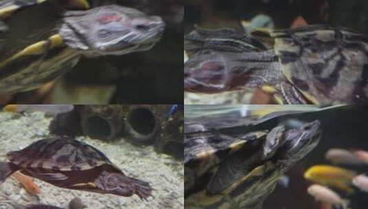 【镜头合集】乌龟巴西龟爬行宠物镇宅游动高清在线视频素材下载