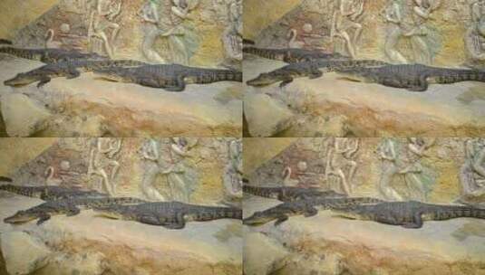 动物园环境中的鳄鱼高清在线视频素材下载