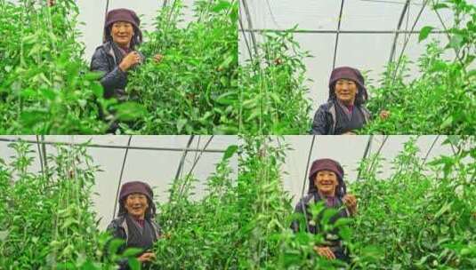 西藏日喀则白朗县蔬菜种植基地高清在线视频素材下载