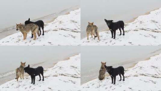 探索雪地的狗高清在线视频素材下载