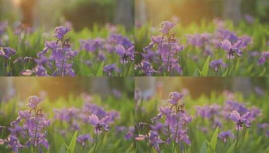 迎着阳光的紫色花丛高清在线视频素材下载