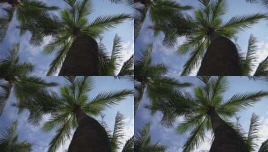 蓝天椰树高清在线视频素材下载