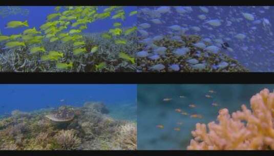 水底世界小鱼鱼群珊瑚礁超高清水族馆高清在线视频素材下载