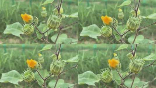 苘麻野生植物高清在线视频素材下载