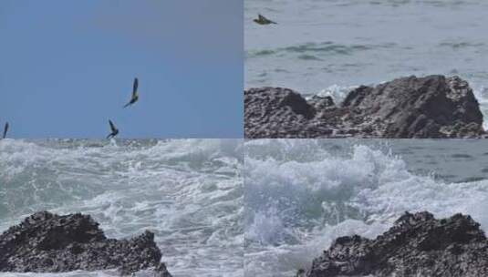 海浪拍打礁石成群海雀飞翔高清在线视频素材下载