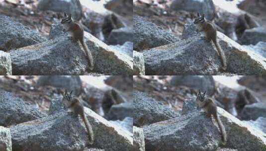 地面松鼠站在岩石上高清在线视频素材下载
