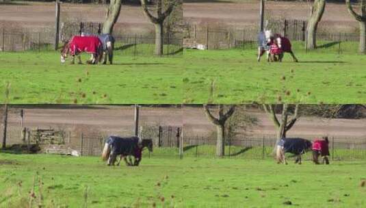 两批马在原野上玩耍高清在线视频素材下载