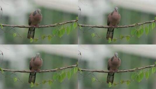 树上的棕鸽高清在线视频素材下载
