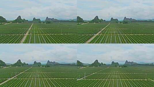 广西火龙果生产种植基地外景航拍高清在线视频素材下载