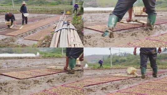 水稻培育高清在线视频素材下载