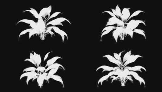 黑白通道花朵高清在线视频素材下载