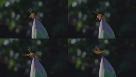 特写花苞上的蜻蜓飞起落下高清在线视频素材下载