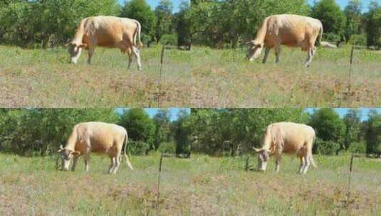 在田间行走的奶牛高清在线视频素材下载