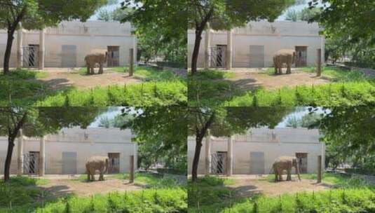 公园里悠闲大象B高清在线视频素材下载