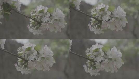 唯美花海-海棠花开春暖花开-风吹花落高清在线视频素材下载