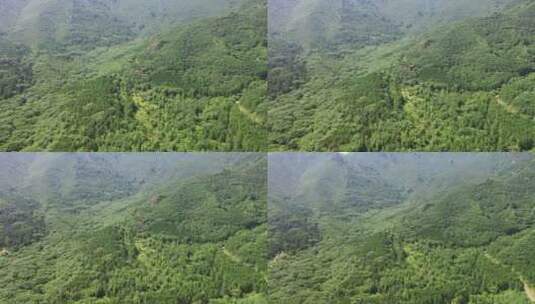 航拍森林树林高清在线视频素材下载