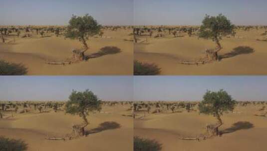新疆塔克拉玛干沙漠中的胡杨树高清在线视频素材下载