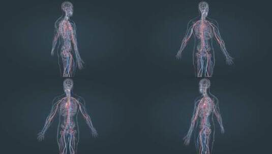医学3D人体血管心血管循环系统三维动画高清在线视频素材下载