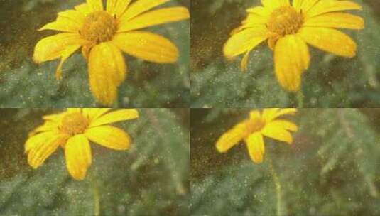 黄色花朵上的花粉高清在线视频素材下载