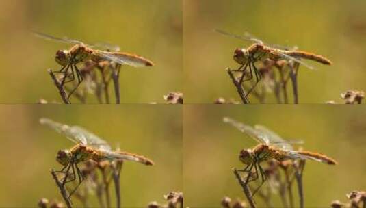 蜻蜓微微抖动翅膀高清在线视频素材下载