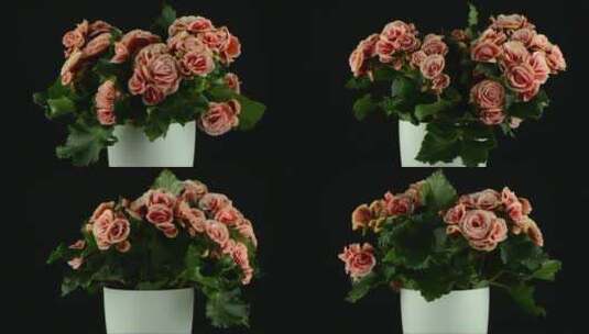 粉红色的秋海棠植物高清在线视频素材下载