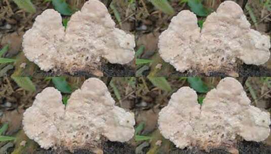 白色野生蘑菇高清在线视频素材下载