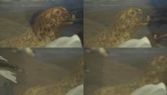 海狮海豹海狗标本模型高清在线视频素材下载
