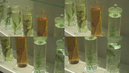 装在瓶子里的植物标本高清在线视频素材下载