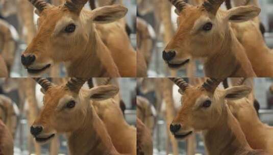 鹿标本眼睛高清在线视频素材下载
