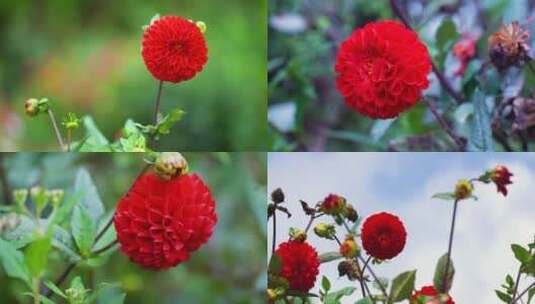 雏菊太阳菊马头兰花菊花高清在线视频素材下载