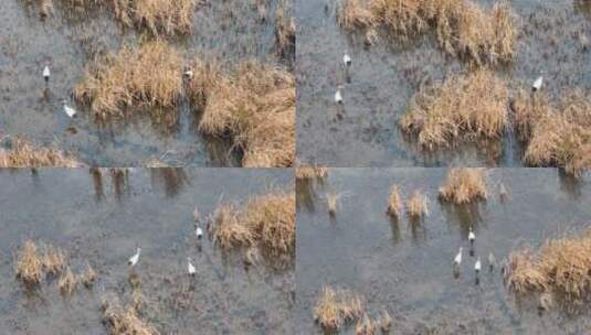 野生丹顶鹤一家野外觅食高清在线视频素材下载