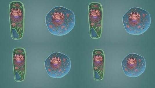 动物细胞 植物细胞 微观医学三维动画展示高清在线视频素材下载