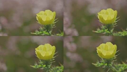 美丽的黄花月见草特写镜头高清在线视频素材下载