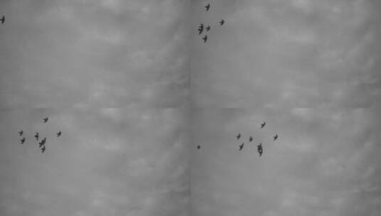 飞翔中的鸟群高清在线视频素材下载