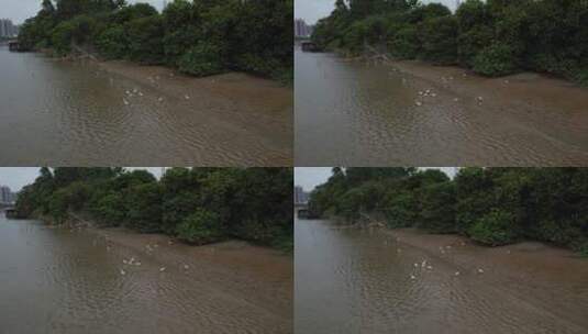 河边的白鹭高清在线视频素材下载