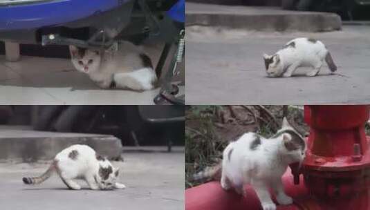 【合集】城市街头可爱流浪猫捕捉镜头高清在线视频素材下载