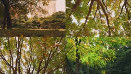 天津泰丰公园滨海新区游玩休闲草坪生态高清在线视频素材下载