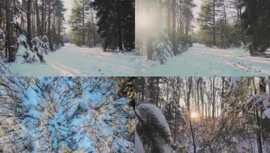 北方雪后树林高清在线视频素材下载