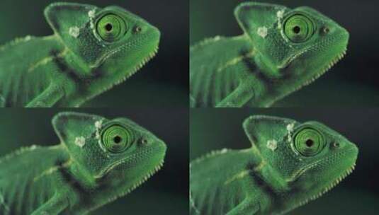 绿色蜥蜴高清在线视频素材下载