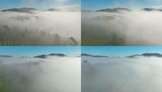 云雾下的茶山茶园高清在线视频素材下载