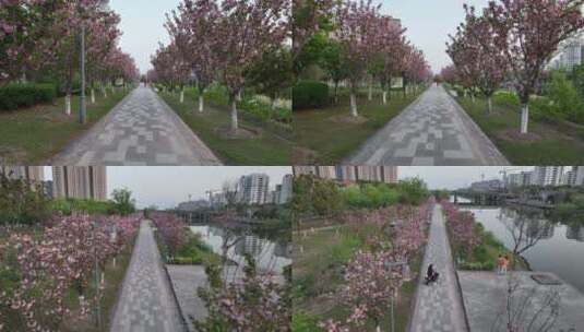 桃花盛开的河边走廊高清在线视频素材下载