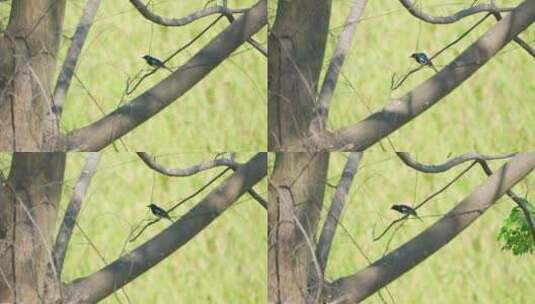 南方乡村稻田旁树上栖息的鹊鸲高清在线视频素材下载