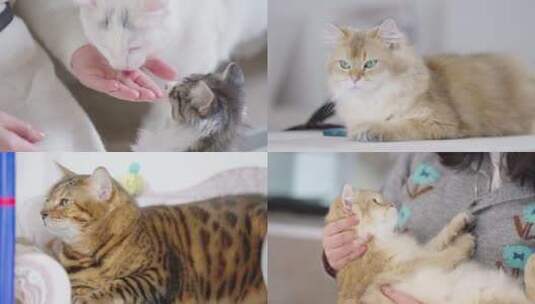 撸猫喂食嬉闹可爱猫咪镜头高清在线视频素材下载