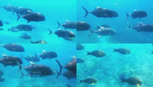 【合集】海底世界-水族馆里游泳的热带鱼群高清在线视频素材下载